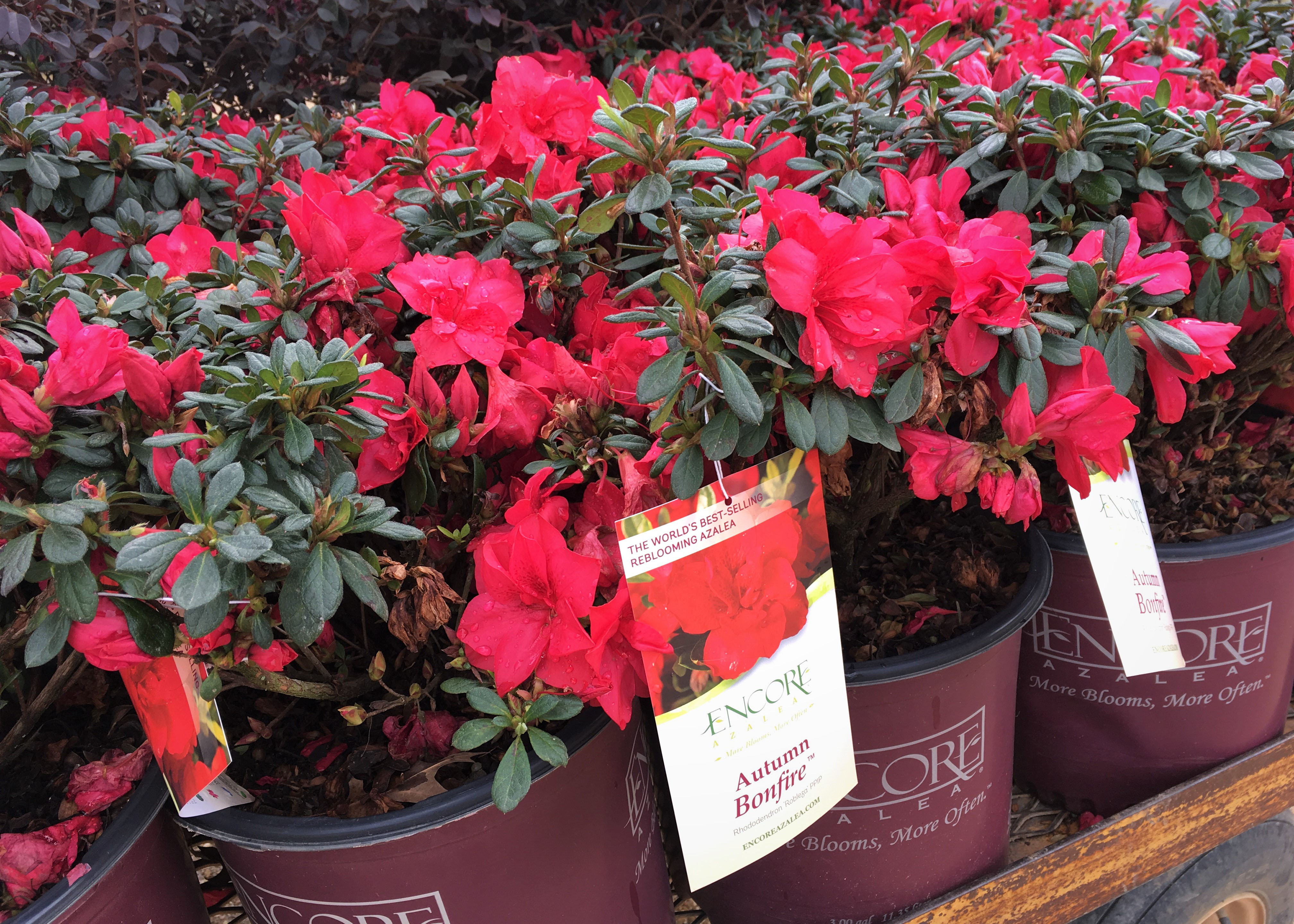 Variety Improvements in Ornamentals